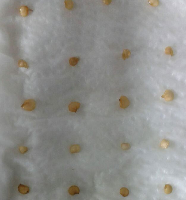 Semi di peperoncino piccante  - Seminala