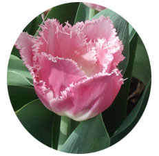 Tulipano - Seminala