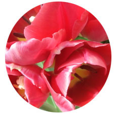 Tulipano - Seminala