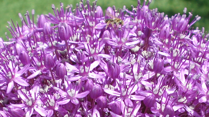 Allium - Seminala