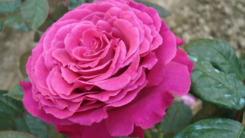 Rose - Seminala