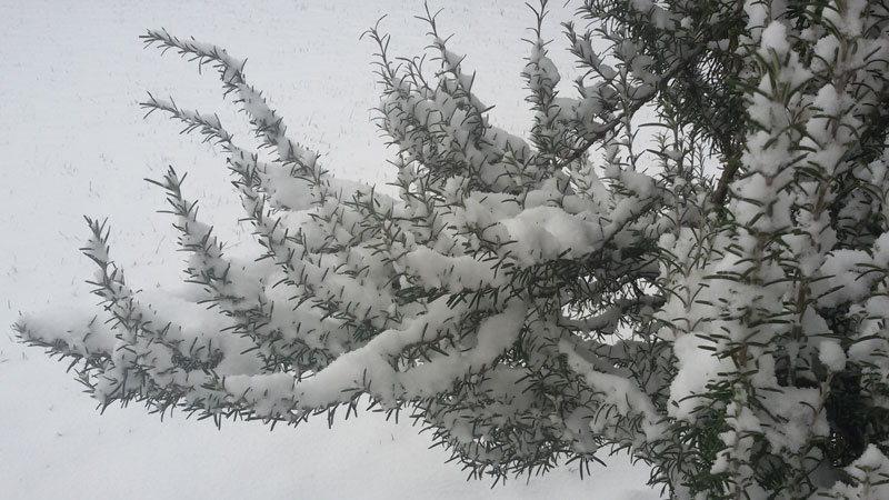 Natura e Neve, Nevicata a marzo 2018 in Italia,  Seminala