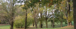 Alberi nel parco del Mincio in autunno, Seminala