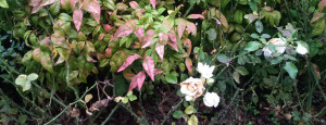 Rose in autunno, giardino, Seminala