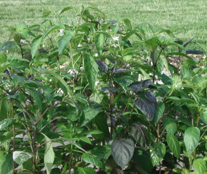 Peperoncini piccanti coltivati da Seminala