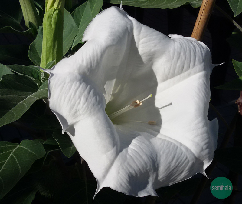 Nel giardino di Seminala fiore di datura bianco