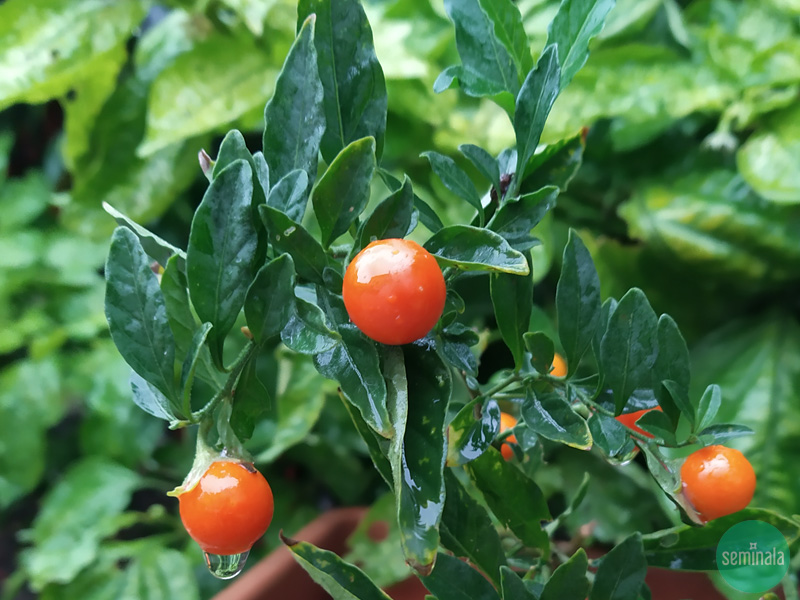 Solanum, sempreverde con bacche rosse nel giardino di Seminala
