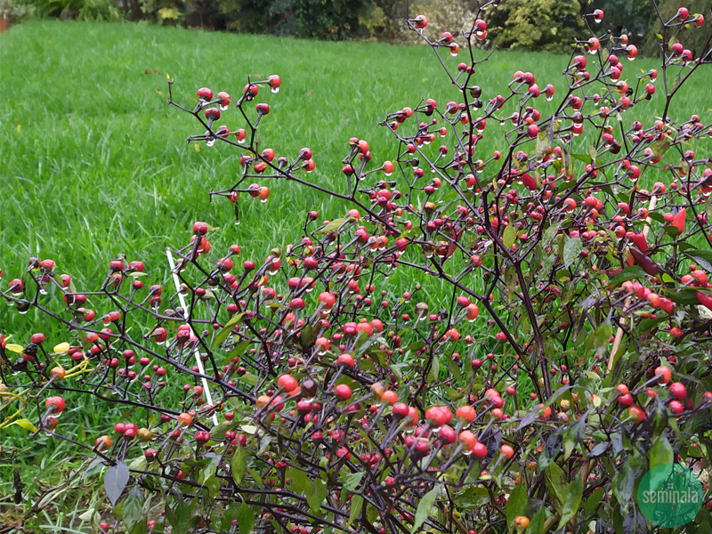 Peperoncini piccanti bagnati dalla pioggia autunnale nel giardino di Seminala