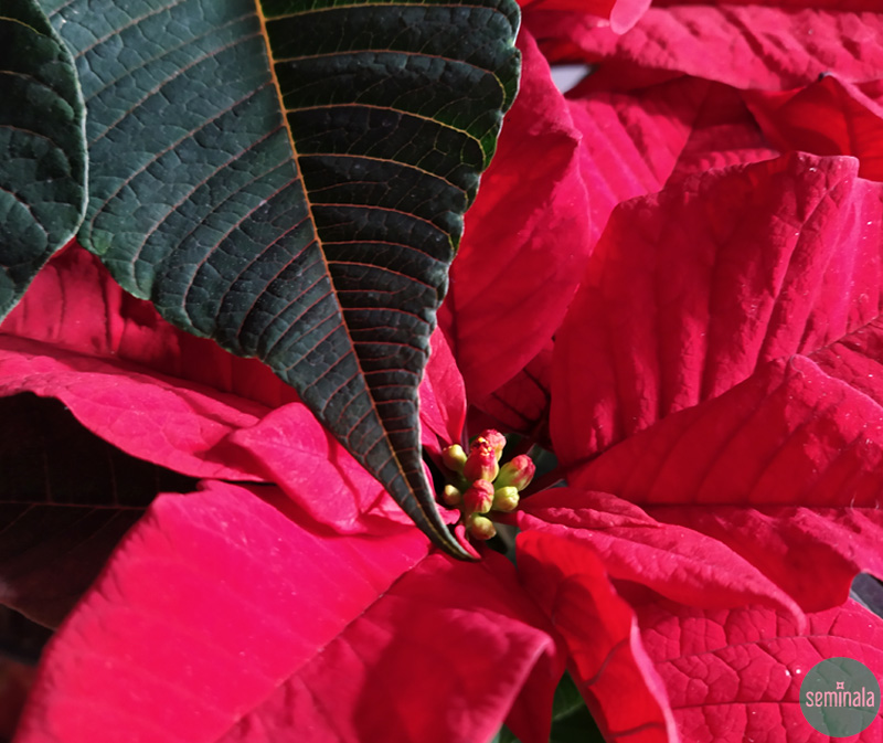 Una Stella Di Natale.Poinsettia Una Stella Da Accudire Seminala Coltiva La Tua Passione Per La Terra