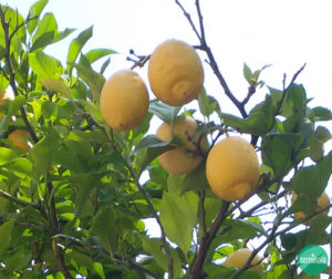 Limoni, frutti amici della salute, Seminala