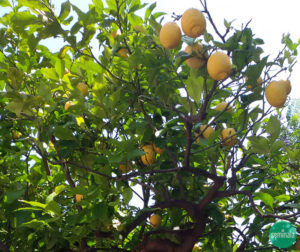 Pianta di limoni, giardino ligure - Seminala