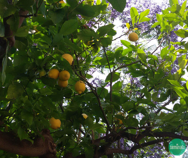 Pianta di limoni,  giardino in Liguria, Seminala