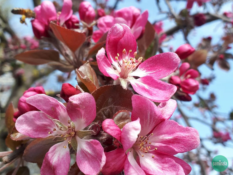 Fiori di melo. nel giardino di seminala a Primavera