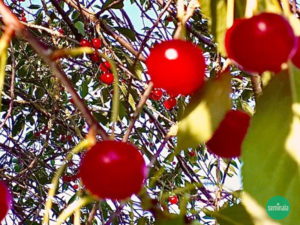 Marasche, Ciliegio acido, Prunus cerasus, Seminala