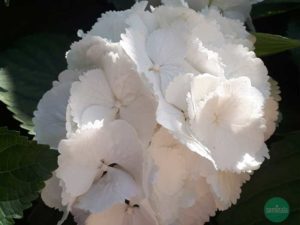 Fiore di ortensia color bianco, giardino di Seminala