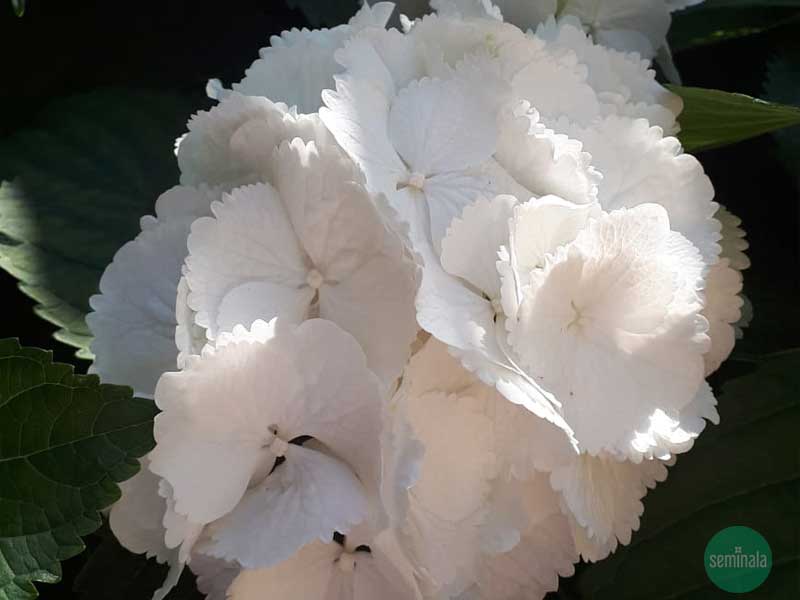 Hydrangea macrophylla 'Nymphe', ortensia giardini Seminala