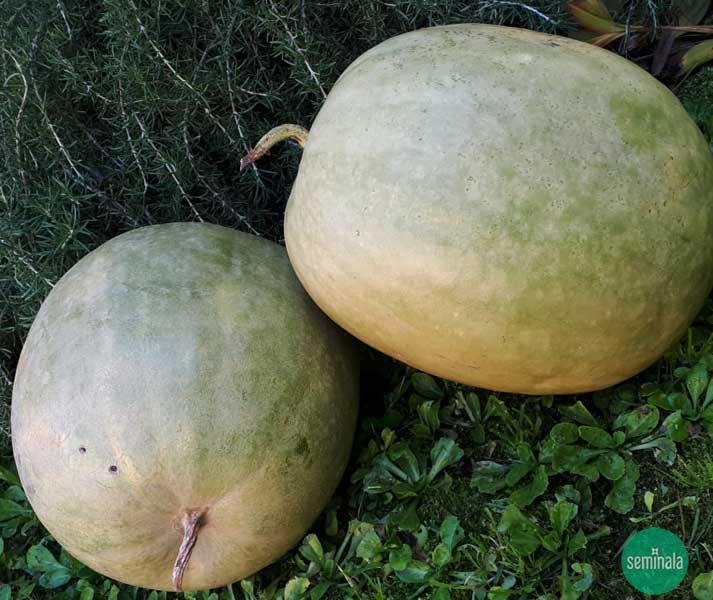 Mostarda Mantovana Di Cocomero Bianco Seminala Coltiva La Tua Passione Per La Terra