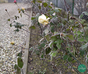 Rose prima della potatura invernale, Seminala