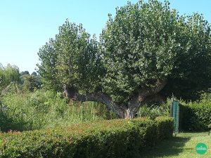 Castellaro Lagusello, albero centenario
