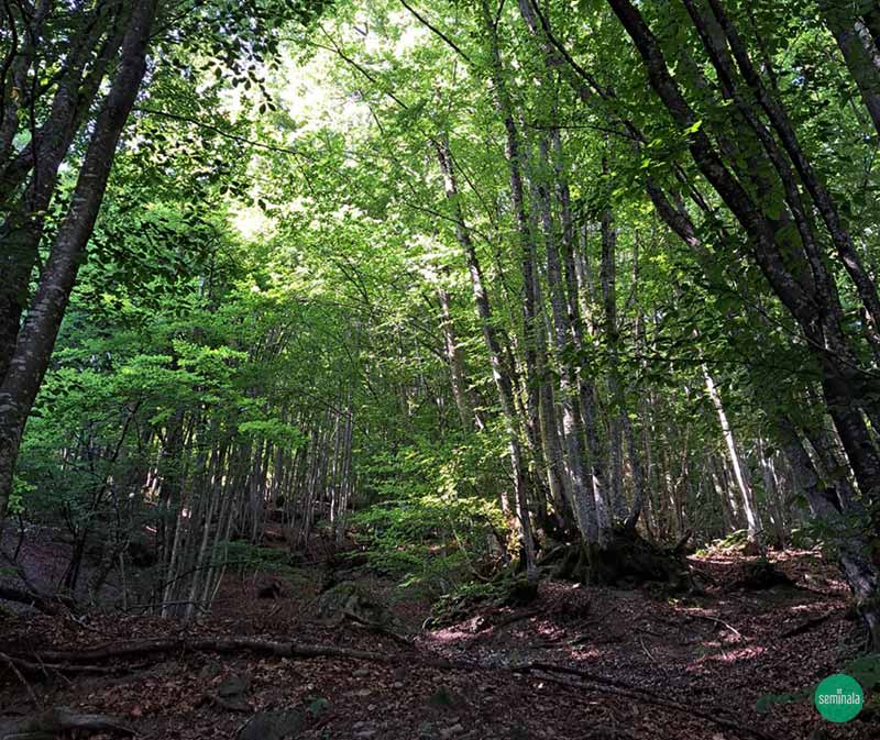 Passeggiata nel bosco del Parco Nazionale dell'Appennino Tosco Emiliano per un'esperienza immersiva a contatto con la natura - Seminala