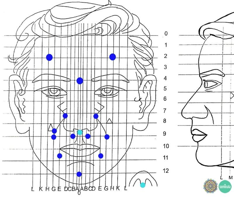 Schema di riflessologia facciale - Riflessologa Elena Cavalli