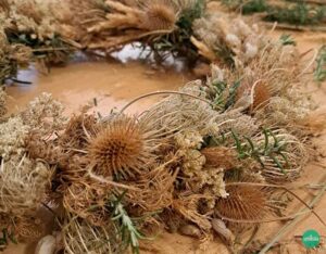 Il cardo dei lanaioli, l’ombrellifera apiaceae, gli strigoli o silene rigonfia, la graminacea per una corona rinascimentale