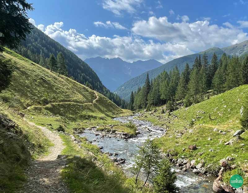 Il bosco popolato da faggi, noccioli, il Sambucus nigra, ed alcuni pioppi - Seminala A piedi nudi nella natura. Percorso benessere in Val Rabbi